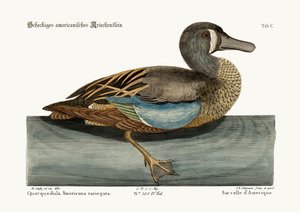 The White-face Teal, 1749-73 by Mark Catesby